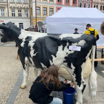 Festival řemesel